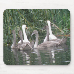 Svanar och Cygnet Mousepad Musmatta