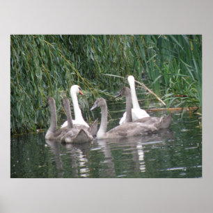 Svanar och Cygnet Poster