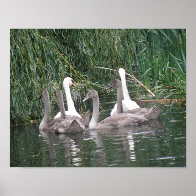 Svanar och Cygnet Poster (Framsidan)