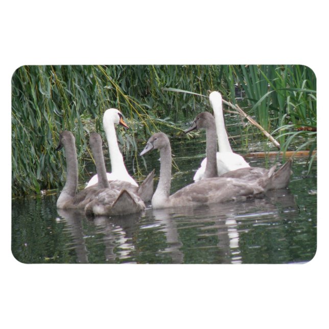 Svanar och Cygnet Premium Magnet (Horisontell)