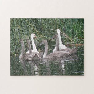 Svanar och Cygnet Puzzle Pussel
