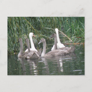 Svanar och Cygnet vykort