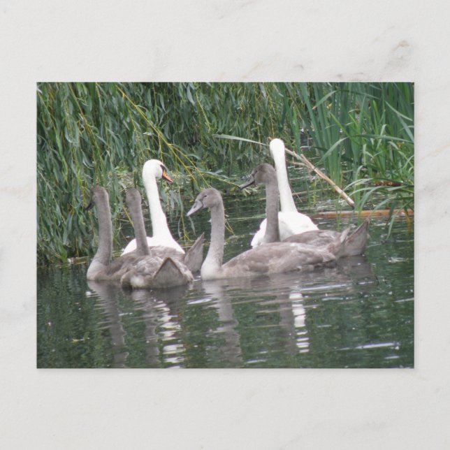 Svanar och Cygnet vykort (Framsida)
