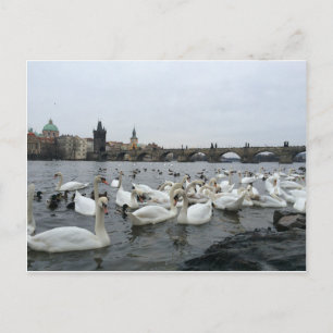 Svanar på banker i Charles Bridge Vykort
