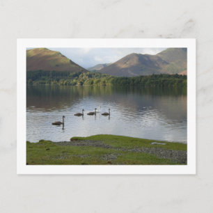 Svanar på Derwentwater Vykort