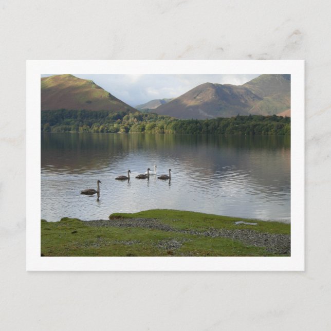 Svanar på Derwentwater Vykort (Framsida)