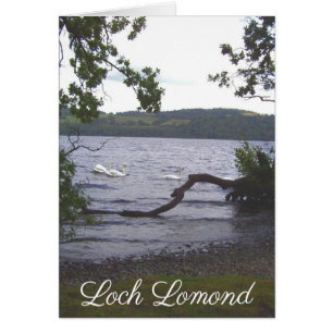 Svanar på Loch Lomond Hälsningskort