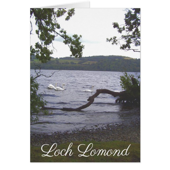 Svanar på Loch Lomond Hälsningskort (Framsidan)