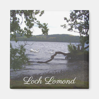 Svanar på Loch Lomond Magnet