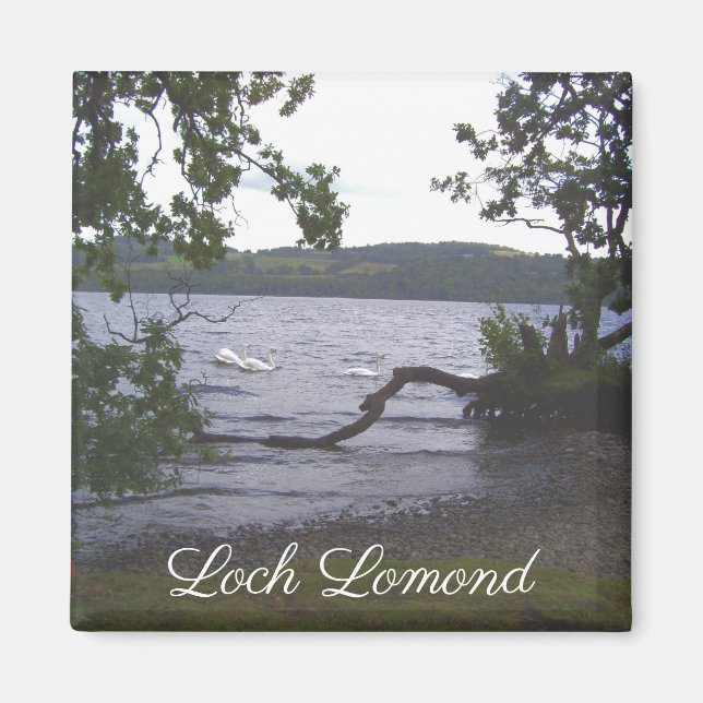 Svanar på Loch Lomond Magnet (Framsidan)