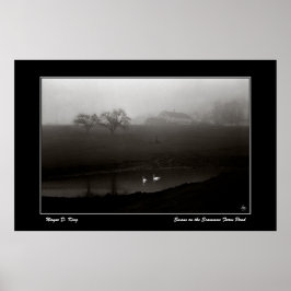Svanar på Scamman Farm Pond-Poster Poster