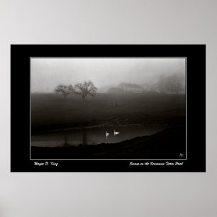 Svanar på Scamman Farm Pond-Poster Poster