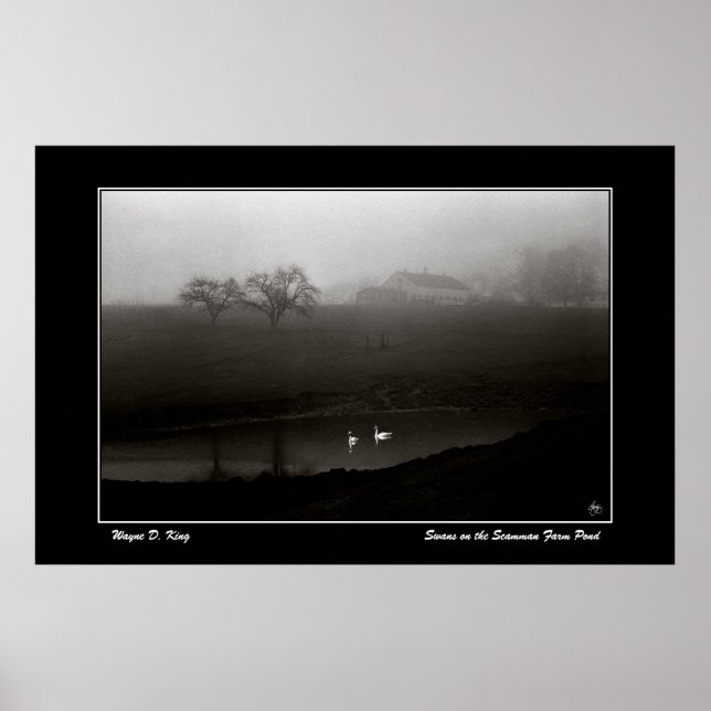 Svanar på Scamman Farm Pond-Poster Poster (Framsidan)