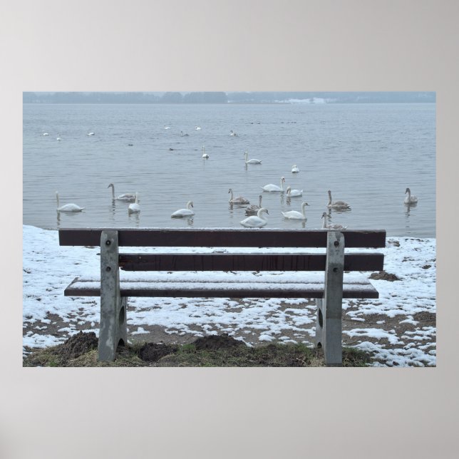 Svanar, sjö och bänk - poster (Framsidan)