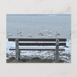 Svanar, sjö och bänk - vykort