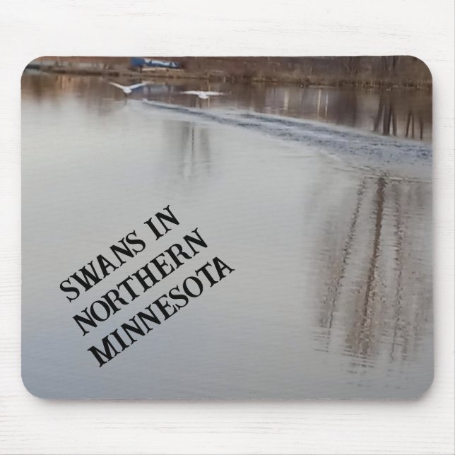 Svanar startar i flygmusslan musmatta (Framsidan)