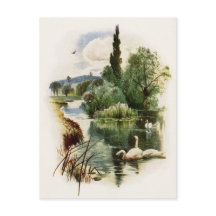 Svanar Swimming på Pond