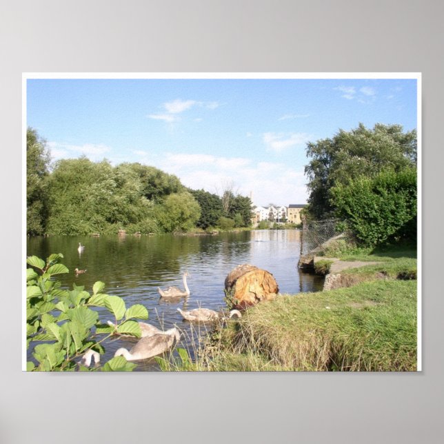 Svanar vid floden Liffey Dublin Ireland Poster (Framsidan)