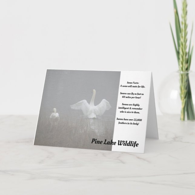 Svanar vid Gräs Sjö Kort (Framsida)