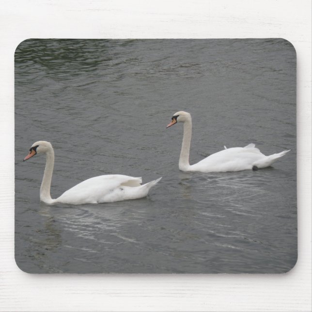 Svanar vid Mousepad-floden Musmatta (Framsidan)