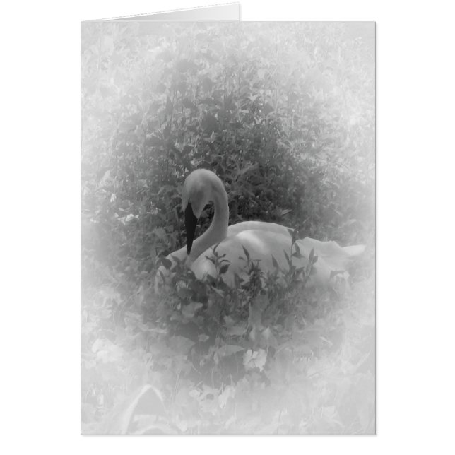 Svanen Hälsningskort (Framsidan)