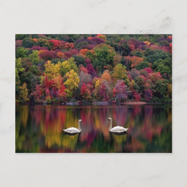 Svanens sjö vykort (Framsida)