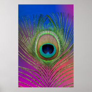 Svanfjäder av en påfågel poster