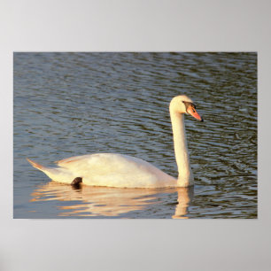 Svanfoto Poster