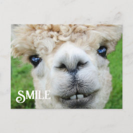 Sväng Alpaca Llama Funny Farm Animal Smile Vykort