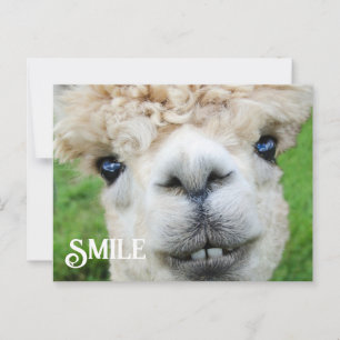 Sväng Alpaca Llama Funny Farm Animal Smile Vykort