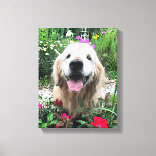 Sväng Hund för Golden Retriever bland rödblommor Canvastryck