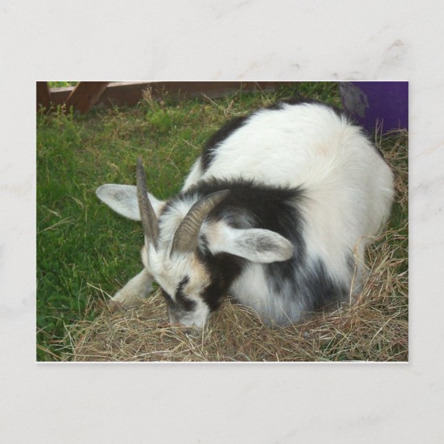 Svängget Vykort (Framsida)