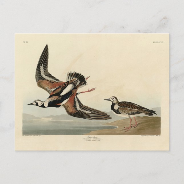 Svängsten (Ruddy Turnstone) - Audubons fåglar Vykort (Framsida)