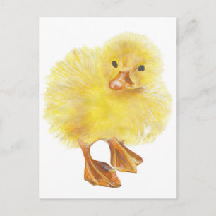 svår, baby chick vykort