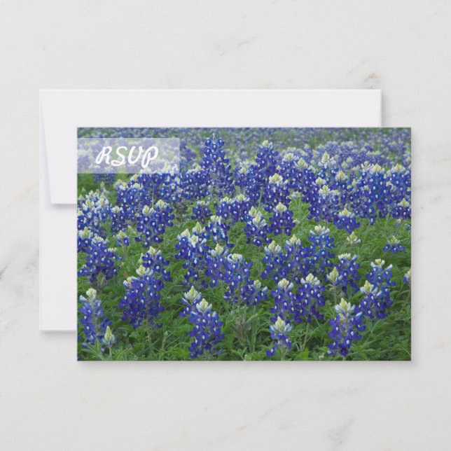 Svara Texas Bluebonnets Foto på Svarta Kort (Framsida)