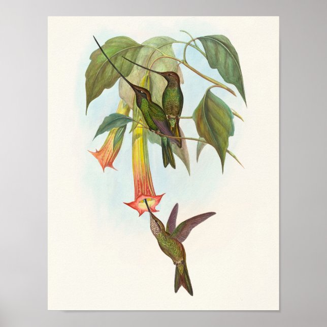 Svärdnäbbskolibri av John Gould Tryck (Framsidan)