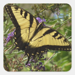 Svärdsvansar på Butterfly Bush Fyrkantigt Klistermärke