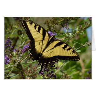Svärdsvansar på Butterfly Bush Hälsningskort