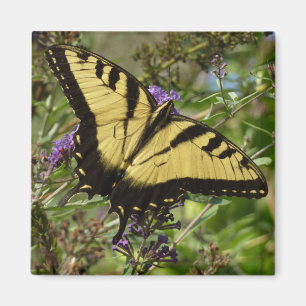 Svärdsvansar på Butterfly Bush Magnet