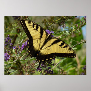 Svärdsvansar på Butterfly Bush Poster