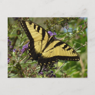 Svärdsvansar på Butterfly Bush Vykort