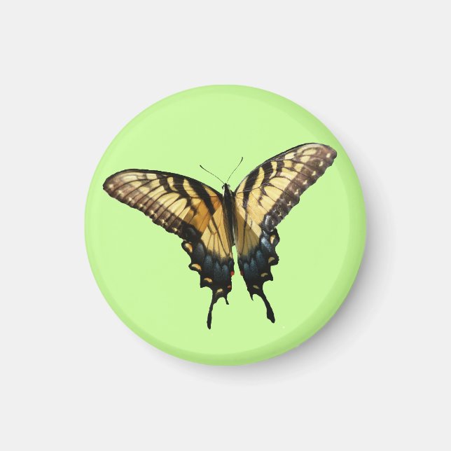 Svärdsvansfjäril III Vackert färgfoto Magnet (Framsidan)