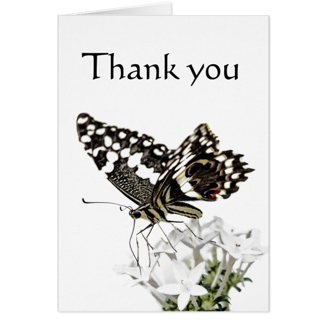 Svärdsvansfjäril Perched in white Hälsningskort (Framsidan)