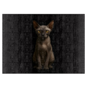 Svart 4 Luxe Glasbräda Sphynx Katt