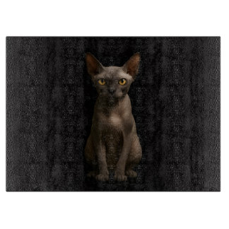 Svart 4 Luxe Glasbräda Sphynx Katt