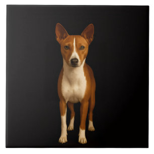 Svart 4 Luxe Kakel med Klassig Basenji Hund