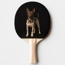 Svart 4 Luxe ping pong-paddle, Hairless Terrier