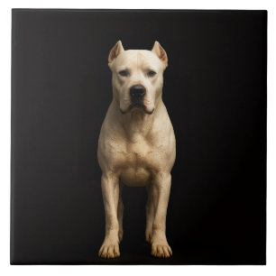 Svart 4 Luxe-platta med djärv Dogo Argentino Kakelplatta