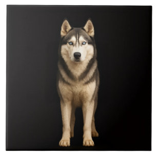 Svart 4 Luxe-platta med Icy Elite Husky Kakelplatta