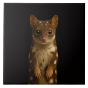 Svart 4 Luxe-platta med Söt Quoll Kakelplatta